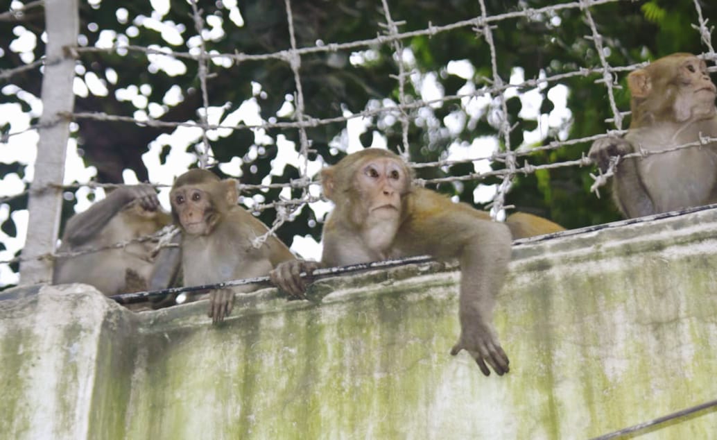 শহরের দেয়ালে বনের গল্প
