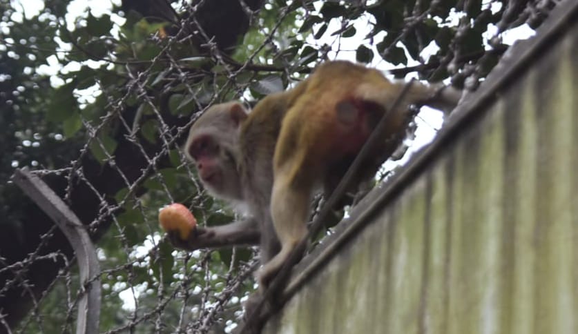 শহরের দেয়ালে বনের গল্প