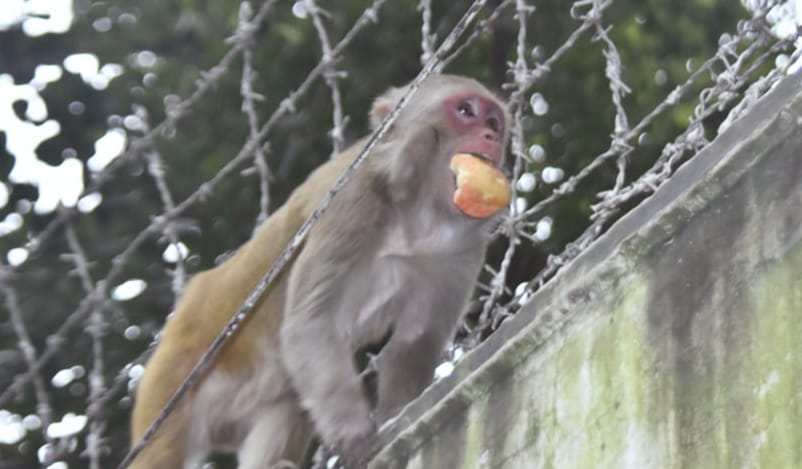 শহরের দেয়ালে বনের গল্প