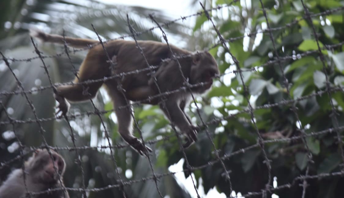 শহরের দেয়ালে বনের গল্প
