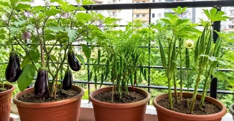 বর্ষায় যেসব সবজি বারান্দার টবেই চাষ করতে পারেন