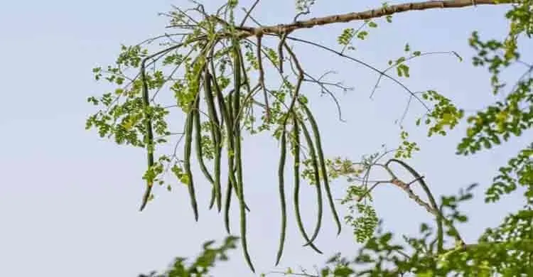 জানেন কি? আপনার পানির ৯৮% মাইক্রোপ্লাস্টিক দূর করতে পারে শজনে বীজ