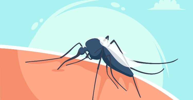 মশা-মাছি গলায় ঢুকে গেলে কি রোজা ভেঙে যাবে?