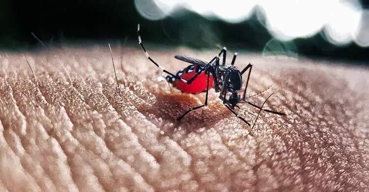 অক্টোবরের ১৫ দিনে ডেঙ্গু আক্রান্তের রেকর্ড