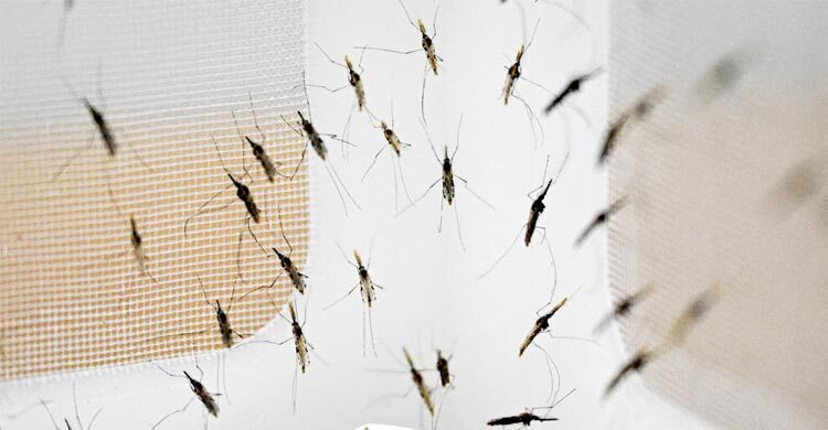 হাওয়াইয়ে ড্রোনের মাধ্যমে ফেলা হচ্ছে হাজার হাজার মশা, কিন্তু কেন?