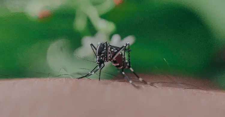 বাংলাদেশে ডেঙ্গু মোকাবিলার পথ দেখাতে পারে সিঙ্গাপুরের আজব কৌশল