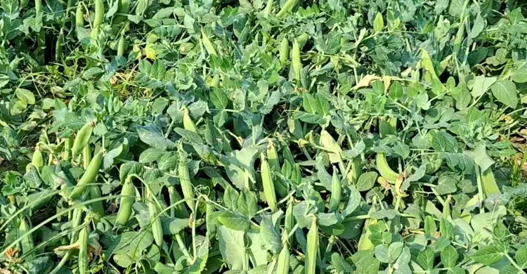 কম খরচে মটরশুঁটির বাম্পার ফলনে খুশি কৃষক