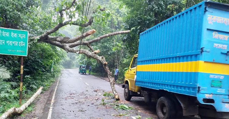 লাউয়াছড়ায় গাছ উপড়ে সড়কে, ছিঁড়েছে বৈদ্যুতিক তার