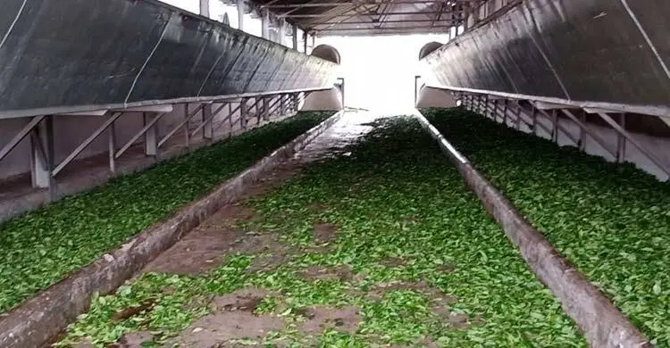 লোডশেডিংয়ের বাগড়ায় ব্যাহত চা উৎপাদন