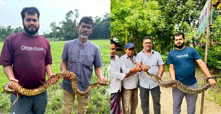 শ্রীমঙ্গলে দুই দিনে ২ অজগর উদ্ধার