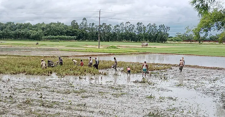 হালচাষের জমিতে মাছ শিকার করছেন স্থানীয়রা