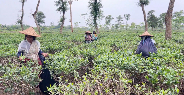 শ্রমিকদের জীবনচক্র আটকে আছে চা বাগানের গণ্ডিতে
