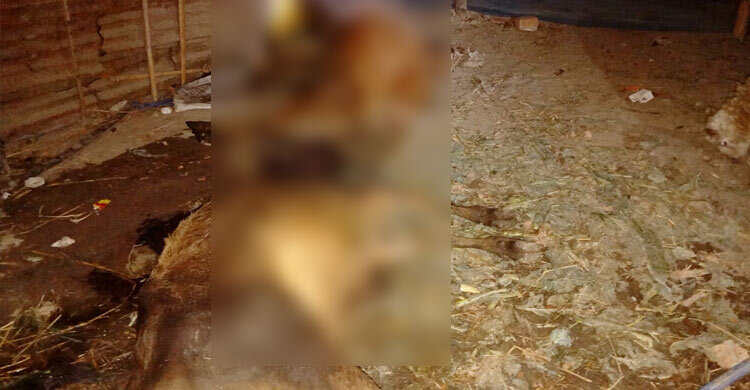 খামারে একে একে মারা গেলো ৮ গরু