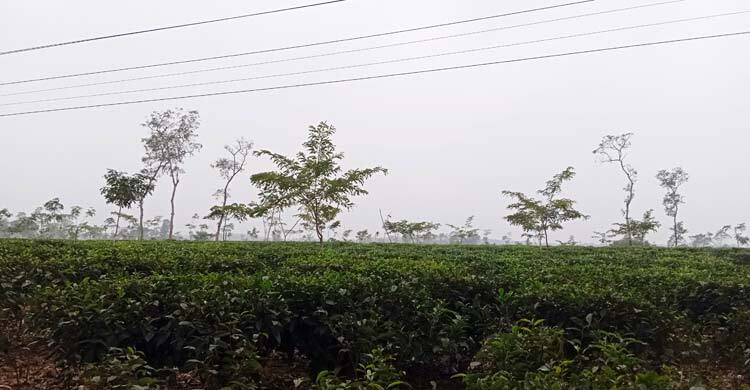 সর্বনিম্ন তাপমাত্রায় বিপর্যস্ত মৌলভীবাজার