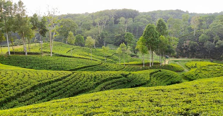 প্রস্তুত মৌলভীবাজারের পর্যটনকেন্দ্র, হোটেল-রিসোর্টে আগাম বুকিংয়ে ভাটা