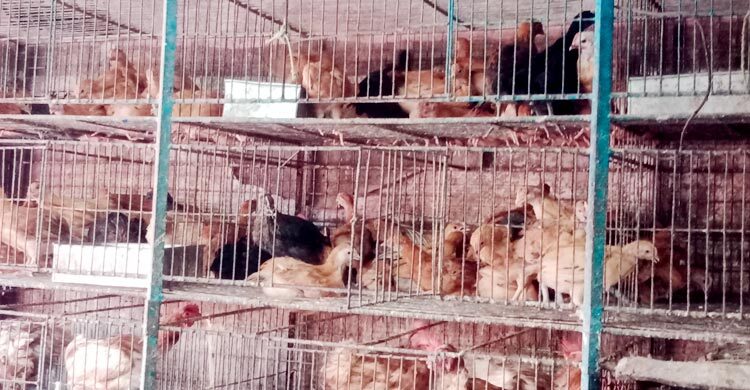 ঈদে মুরগির দাম কেজিতে বেড়েছে ১০০ টাকা, হিমশিম মধ্যবিত্তরা