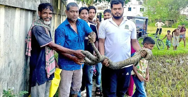 শ্রীমঙ্গলে ধানক্ষেত থেকে অজগর উদ্ধার