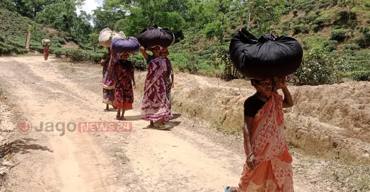 চা বাগানে বেকার, বাইরে মজুরি বৈষম্যের শিকার নারী শ্রমিকরা