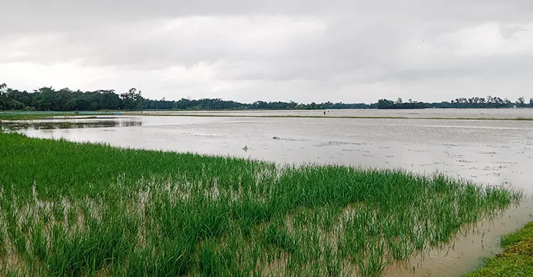 মৌলভীবাজারে বন্যায় ৫০০ হেক্টর ফসল ও ঘের ক্ষতিগ্রস্ত