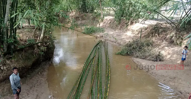 সংরক্ষিত বন থেকে উজাড় হচ্ছে গাছ-বাঁশ
