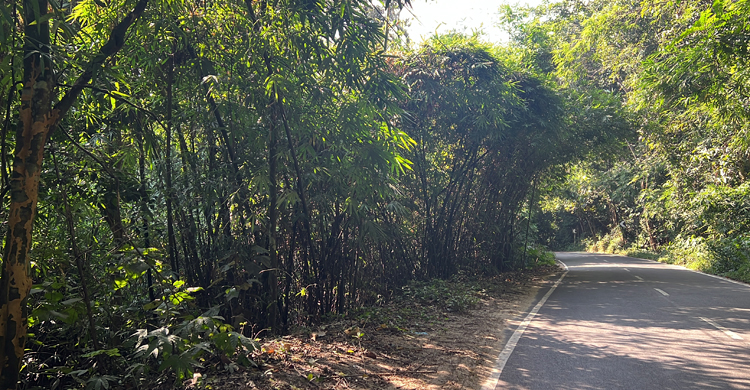 মৌলভীবাজারে ২৩ বাঁশমহালে লুটের মহোৎসব