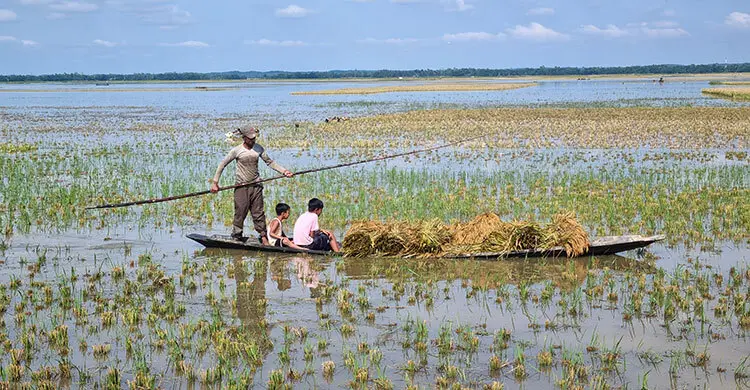 মৌলভীবাজারে বাড়ছে হাওরের পানি, নতুন করে ডুবছে ধান