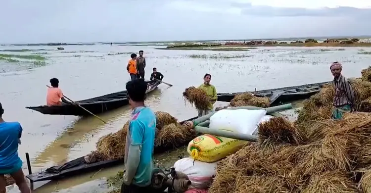 মৌলভীবাজারে বাড়ছে হাওরের পানি, নতুন করে ডুবছে ধান