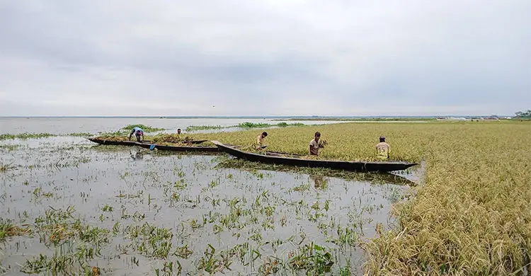 &lsquo;টাকা দিয়েও শ্রমিক পাওয়া যায় না, আবার পেলেও তাদের মজুরি অনেক&rsquo;