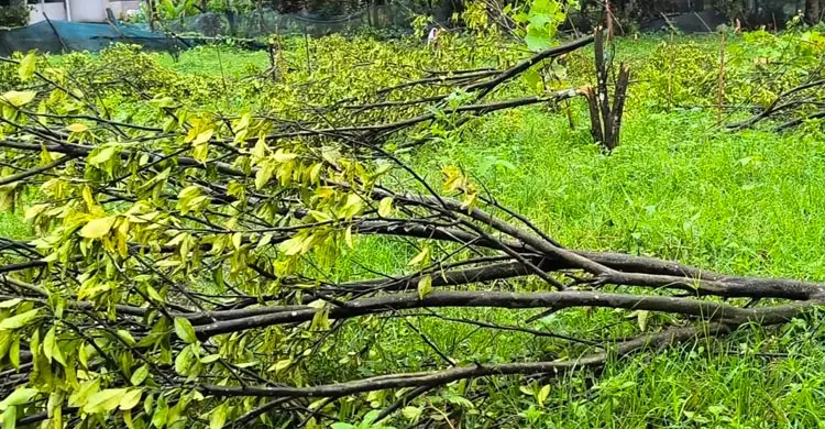 মাসোহারা না দেওয়ায় ১২শ কমলা গাছ কেটে ফেলার অভিযোগ বন বিভাগের বিরুদ্ধে