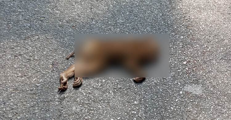 গাড়ির চাকায় পিষ্ট সন্তান, মা বানরের আর্তনাদ