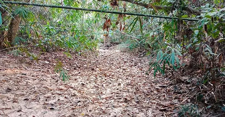 লাউয়াছড়া উদ্যানে পানি সংকটে বন্যপ্রাণী