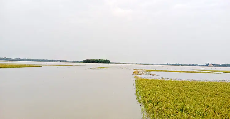 পাহাড়ি ঢল-বৃষ্টিতে তলিয়ে গেছে বোরো ফসল, দিশেহারা কৃষক