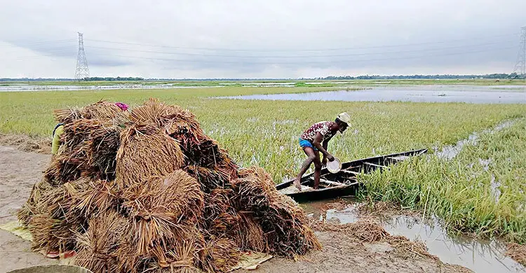 ‘টাকা দিয়েও শ্রমিক পাওয়া যায় না, আবার পেলেও তাদের মজুরি অনেক’