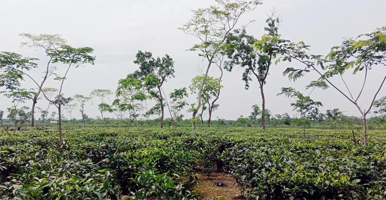 প্রধানমন্ত্রীর সফর উপলক্ষে বন্ধ থাকবে মৌলভীবাজারের ৯২ চা বাগান