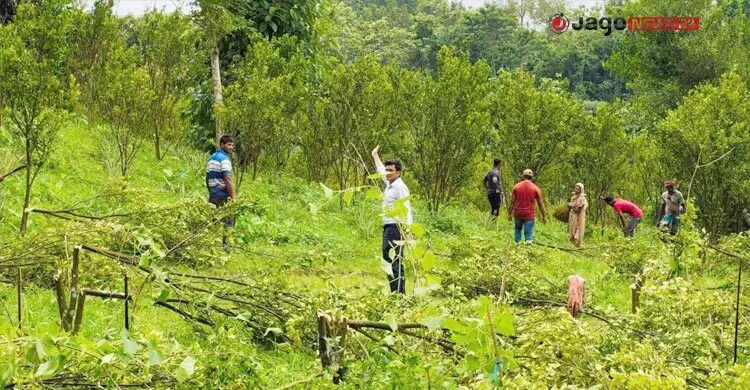 বনভূমি দখল করে মাল্টা-আনারস চাষ, উদ্ধার ৫ একর ভূমি