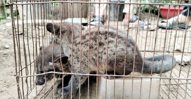 মৌলভীবাজারে গন্ধগোকুলের ৩ বাচ্চা উদ্ধার