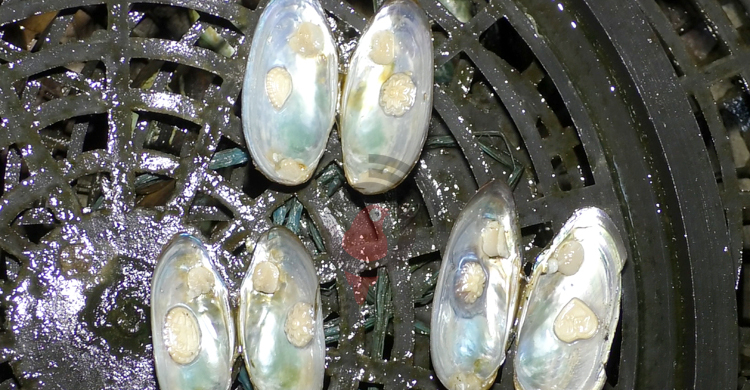 ভোলায় মুক্তা চাষে সফলতার হাতছানি