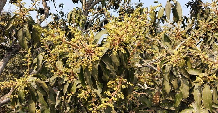 নড়াইলে গাছে গাছে শোভা পাচ্ছে আমের মুকুল