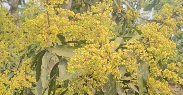 মুকুলে ভরে গেছে আম গাছ, ভালো ফলনের আশা