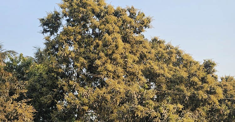 মেহেরপুরে আমের বাম্পার ফলন, রপ্তানি নিয়ে দুশ্চিন্তা