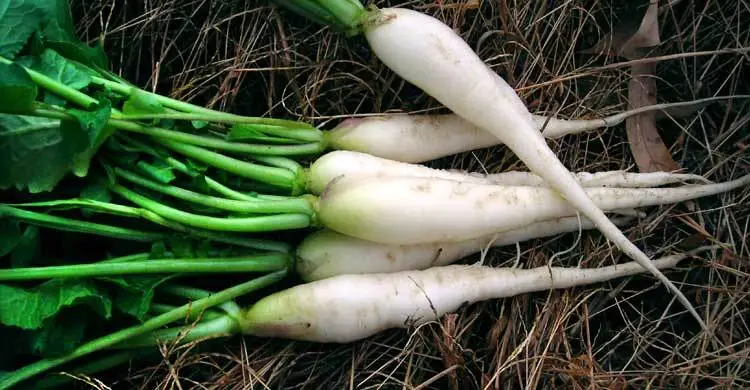 কাঁচা মুলা