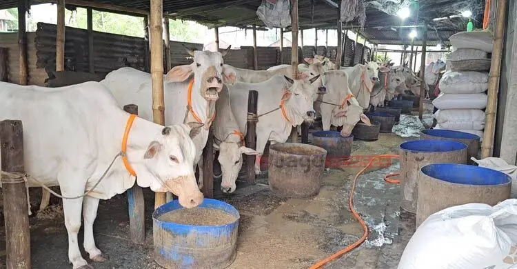 কোরবানির হাটে আজও অপ্রতিদ্বন্দ্বী মিরকাদিমের ধবল গরু