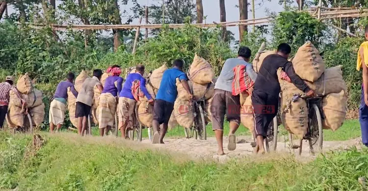 আলু চাষিদের ভাগ্য যেন উত্থান-পতনের গল্প