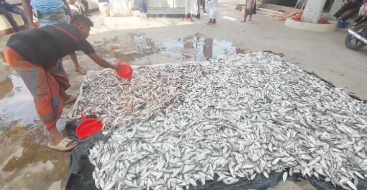 মুন্সিগঞ্জে ১৫ মণ জাটকা জব্দ, আটক ২