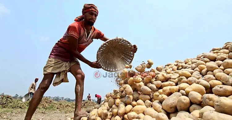 আলু চাষিদের ভাগ্য যেন উত্থান-পতনের গল্প