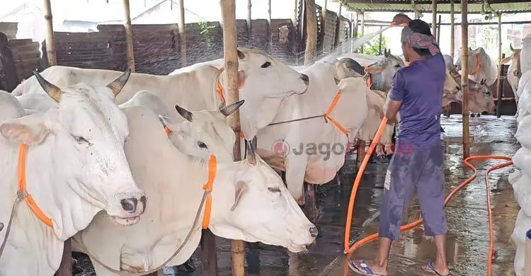 কোরবানির হাটে আজও অপ্রতিদ্বন্দ্বী মিরকাদিমের ধবল গরু