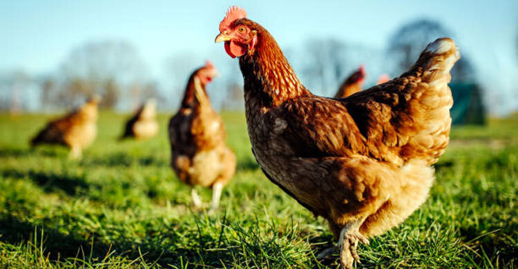 বিসমিল্লাহ না বলে জবাই করা পশু-পাখির মাংস খাওয়া যাবে?