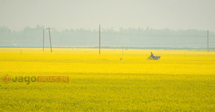 বারি-২০ সরিষায় নতুন দিশা