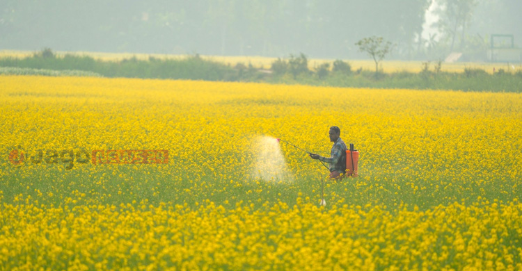 বারি-২০ সরিষায় নতুন দিশা