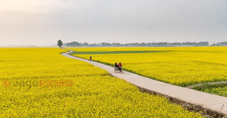 বারি-২০ সরিষায় নতুন দিশা